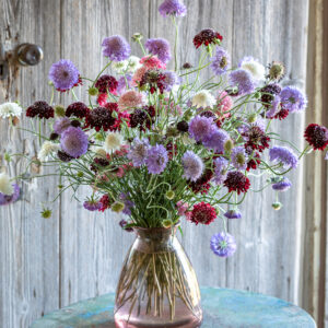 Scabiosa Atropurpurea      mix