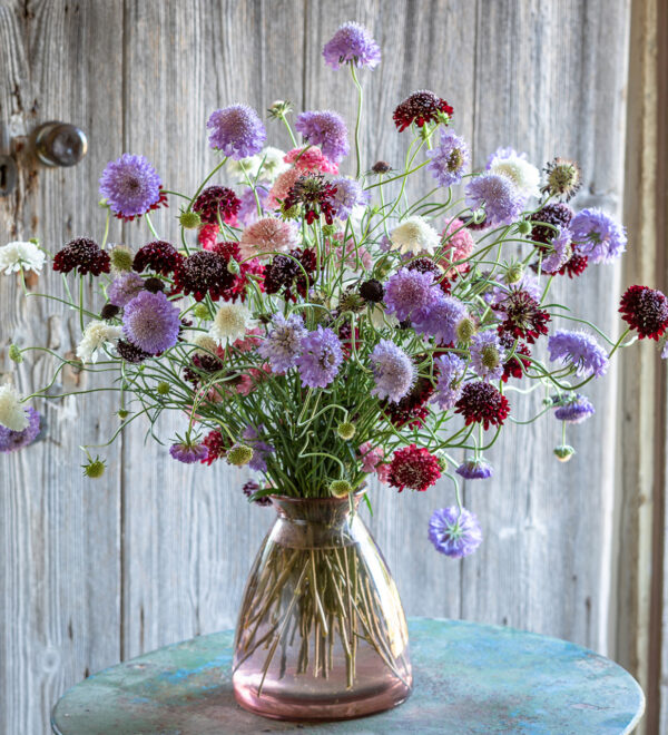 Scabiosa Atropurpurea      mix