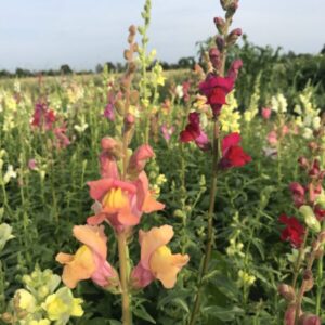 Løvemund mix - Antirrhinum