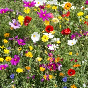 Sommerblomster