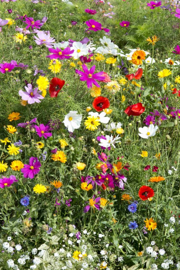 Sommerblomster