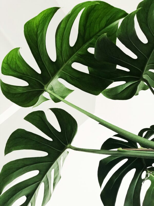 Bladglans - Image 3