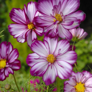 Cosmos bipinnatus fizzy rose picotee