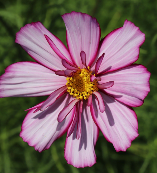 Cosmos bipinnatus fizzy rose picotee