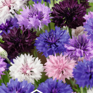 Kornblomst mix - Centaurea Cyanus