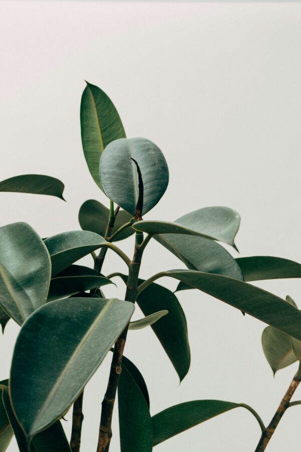 Bladglans - Image 2