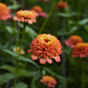 Zinnia Elegans Cresto Peachy pink