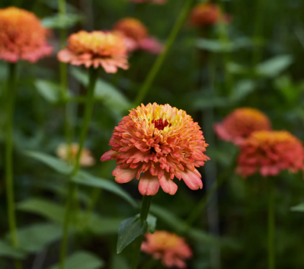 Zinnia Elegans Cresto Peachy pink