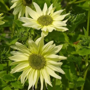 Helianthus Italian green heart solsikke