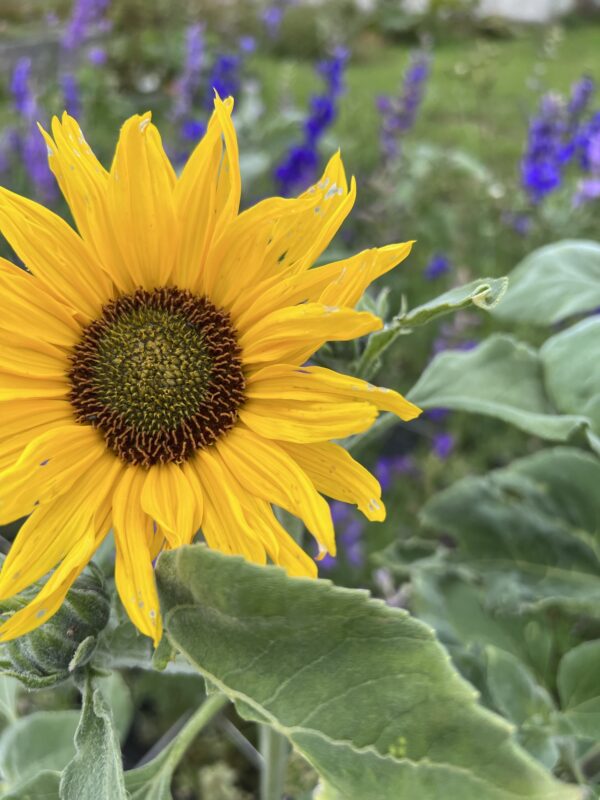 solsikke helianthus Gold and Silver