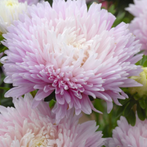 Callistephus chinensis king size appleblossom. Asters