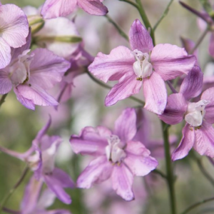Delphinium consolida fancy belladonna