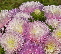 Callistephus chinensis king size appleblossom. Asters