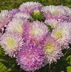 Callistephus chinensis king size appleblossom. Asters