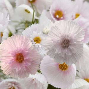 cosmos cupcake blush