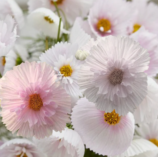 cosmos cupcake blush