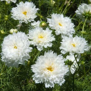 Cosmos Double Dutch White