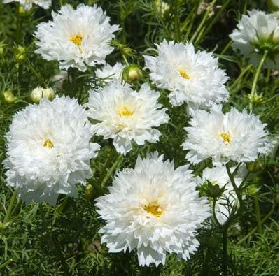 Cosmos Double Dutch White