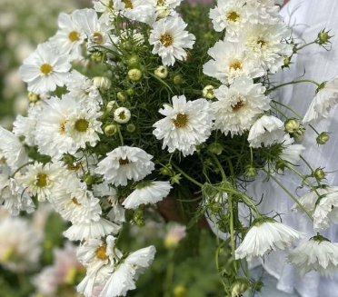cosmos double dutch white