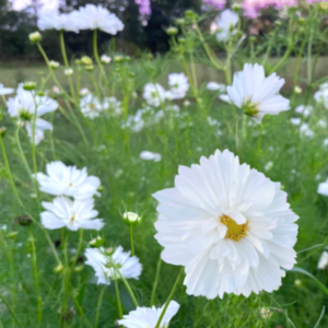 COSMOS bipinnatus Fizzy White
