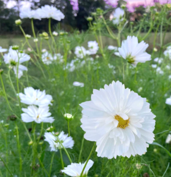 COSMOS bipinnatus Fizzy White