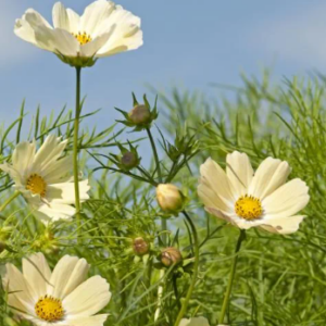 COSMOS bipinnatus Kiiro