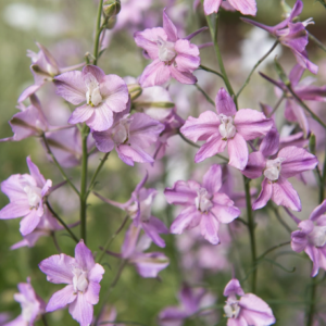 Delphinium consolida fancy belladonna