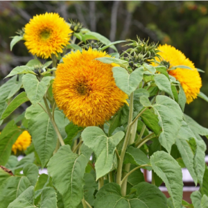 Helianthus Double Sunking