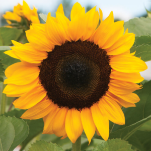 Helianthus annuss Pro cut Orange