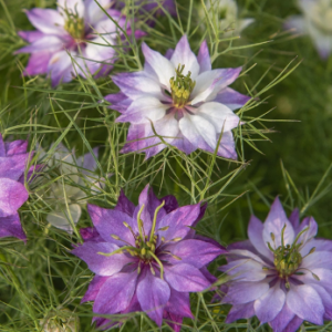 Nigella Miss Jekyll rose