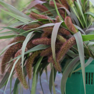 Setaria italica Red Jewel Hirse græs