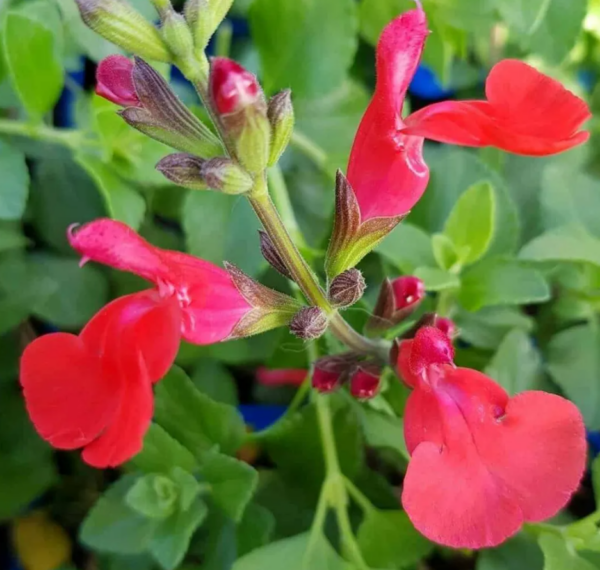 Solbær Salvie,  Salvia Microphylla - Image 2