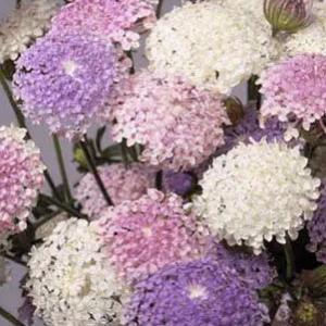 Didiscus Lake Mixture