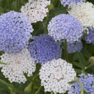 Didiscus Lace Mixture