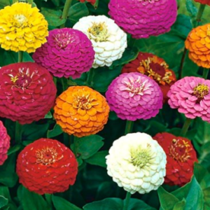 zinnia liliput