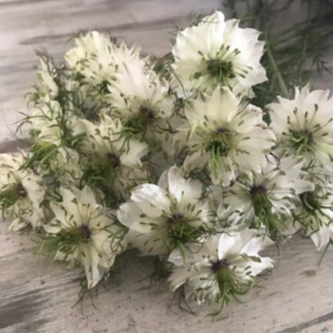 Nigella Albion Black Pod