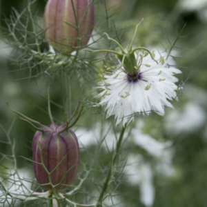 Nigella Albion Black Pod