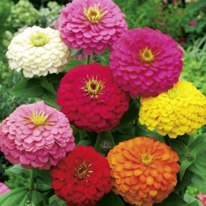 Zinnia mix frøkenhat