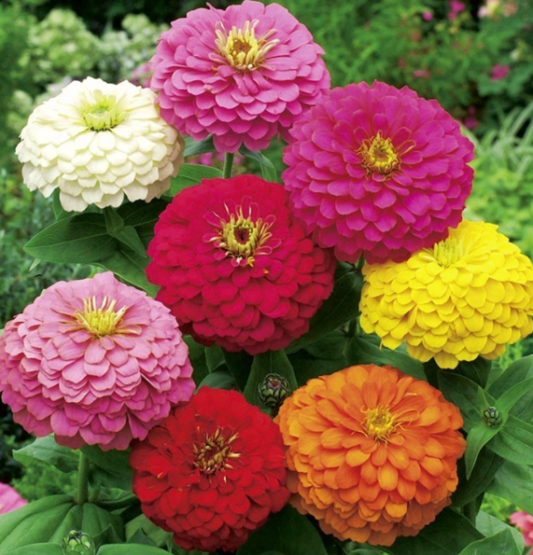 Zinnia mix frøkenhat