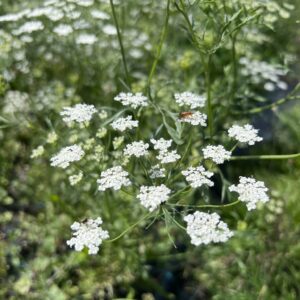 Ammi Majus Queen of Africa