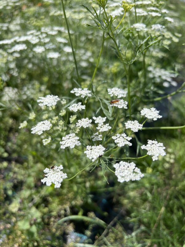 Ammi Majus Queen of Africa