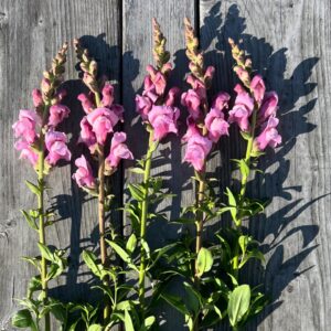 Antirrhinum Majus Lavender opus