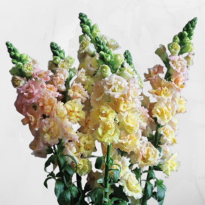 Anttirrhinum majus Snapstar champagne F1