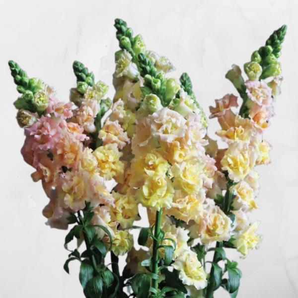 Anttirrhinum majus Snapstar champagne F1