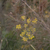 Foeniculum smokey - Bronze Fennike