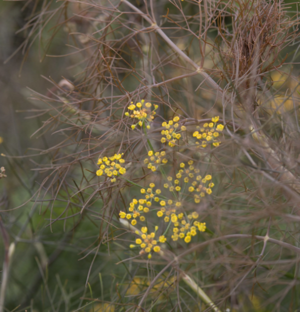 Foeniculum smokey - Bronze Fennike
