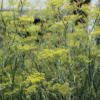 Foeniculum smokey - Bronze Fennike - Image 2