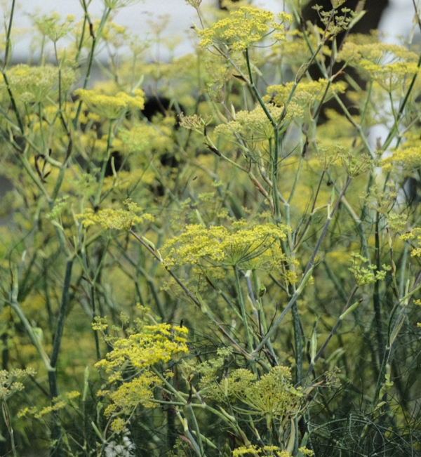 Foeniculum smokey - Bronze Fennike - Image 2
