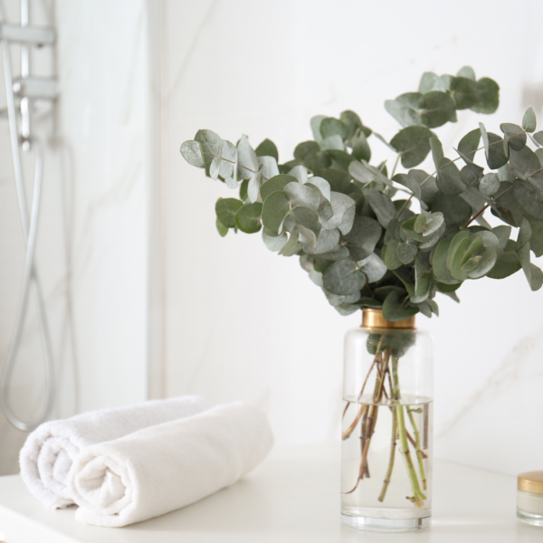 Eucalyptus Silver Dollar - Image 2