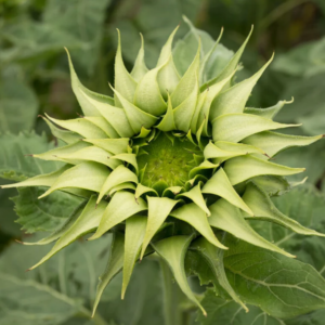 Helianthus Sunfill Green